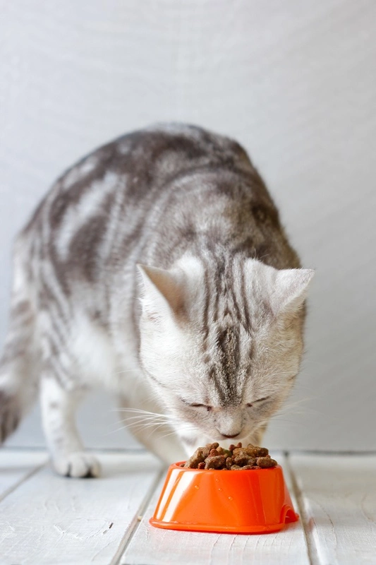 Jedzący kot