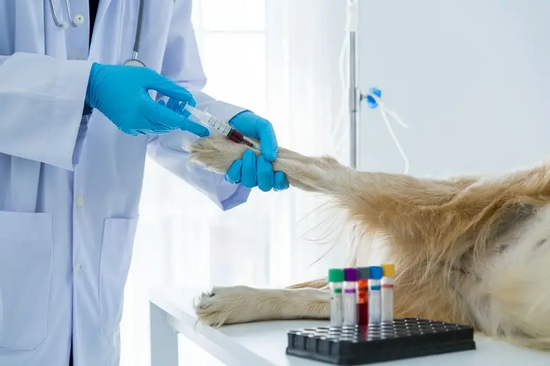 pobieranie krwi u psa